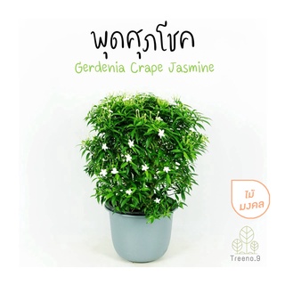 Treeno.9 T400 พุดศุภโชค - ไม้มงคล (Gerdenia Crape Jasmine) กระถาง 10 นิ้ว / สูง 50-55 ซม. / ไม้ประดับ ไม้ดอก (ต้นไม้)