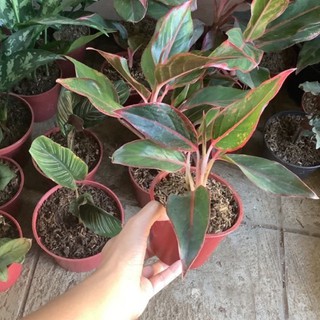 Aglaonema Red Siam 50 เมล็ด (ไม่ใช่พืชที่มีชีวิต)