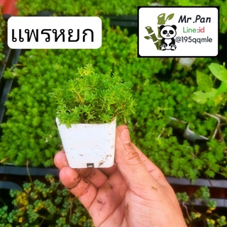 เเพรหยก ต้นเเพรหยก สวยมาก