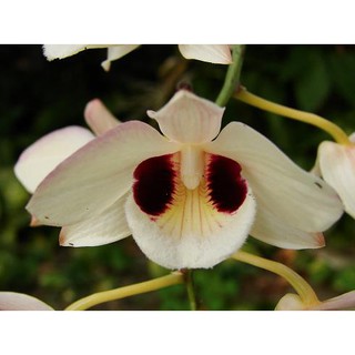 เอื้องช้างน้าว  Dendrobium pulchellum 1 ต้น ไม้ฟาร์ม