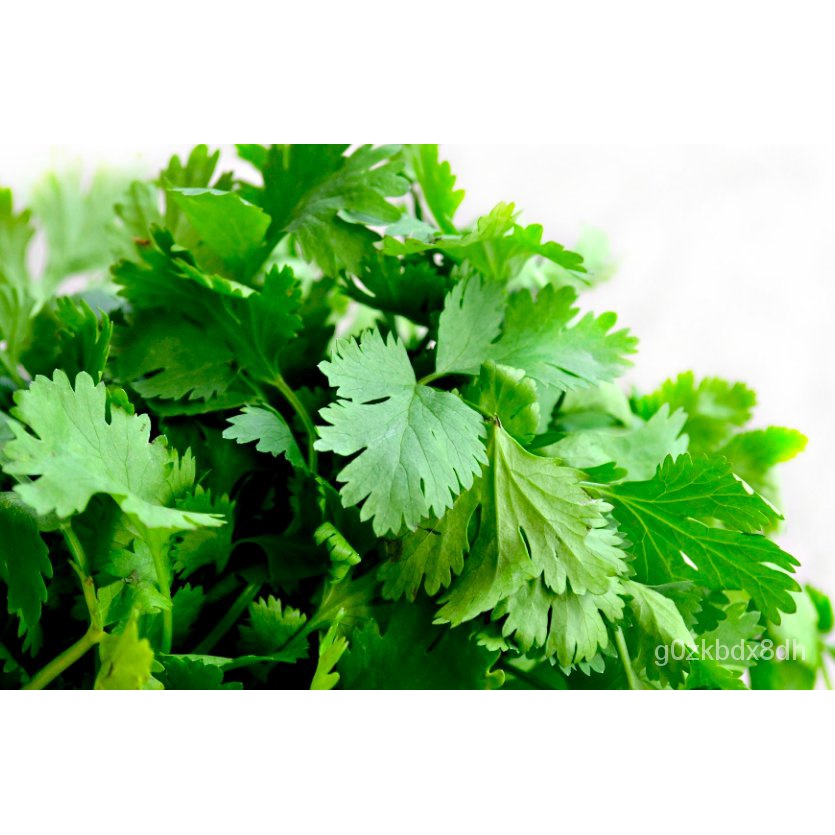 จุดประเทศไทย Coriander Cilantro Wansoy 3grams 200230pcs seeds Herb
