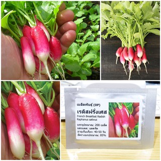 เมล็ดพันธุ์ แรดิสฝรั่งเศส เบรคฟาส French Breakfast Radish Seed 200 เมล็ด คุณภาพดี ราคาถูก ของแท้ 100%