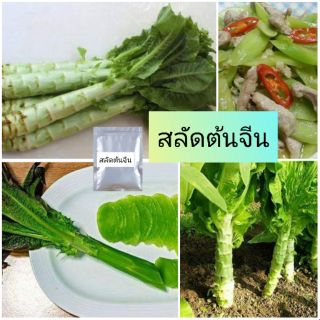 สลัดต้นจีน ลำต้นอวบ เมล็ดพันธุ์ 150เมล็ด งอกดี กรอบ อร่อย ทานง่าย พร้อมส่ง