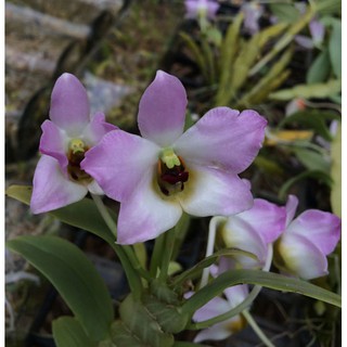 กล้วยไม้หวายพันธุ์แท้หวายแบนเวียดนาม 1 ต้น Dendrobium trantuanii