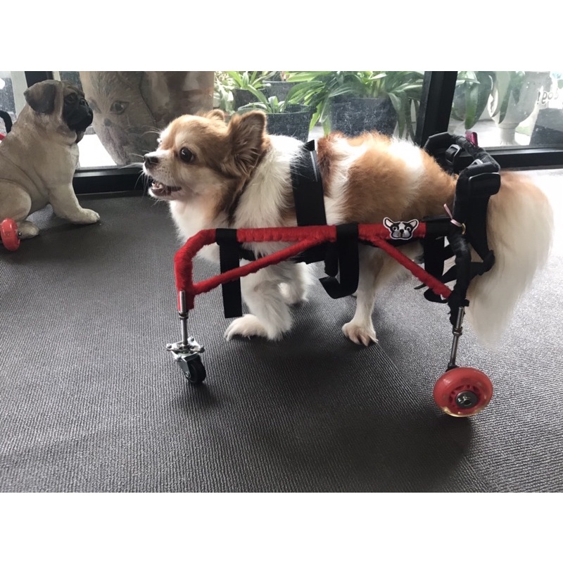 วีลแชร์สุนัข โครงสแตนเลส ขนาด ไซส์ S สัตว์เลี้ยง wheelchair for dog สุนัขเล็ก **ติดต่อร้านค้าก่อนสั่