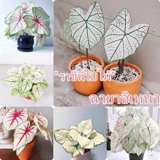 100 ชิ้น/ถุง Caladium seed ต้นบอนสีขาว "ราชินีใบไม้" (ฉายาอิเหนา) ต้นไม้ฟอกอากาศ ต้นไม้มงคล ประดับห้องทำงาน ยอดฮิต!บอลสี