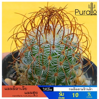 ต้นกระบองเพชร แมมมิลาเลีย แมมฮุย mammillaria huitzilopochtli #mammillaria #cactus #แคคตัส