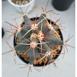 Cake Cactus Farm กระบองเพชร Ferocactus emoryi เฟโรแคคตัส อิโมริไอ