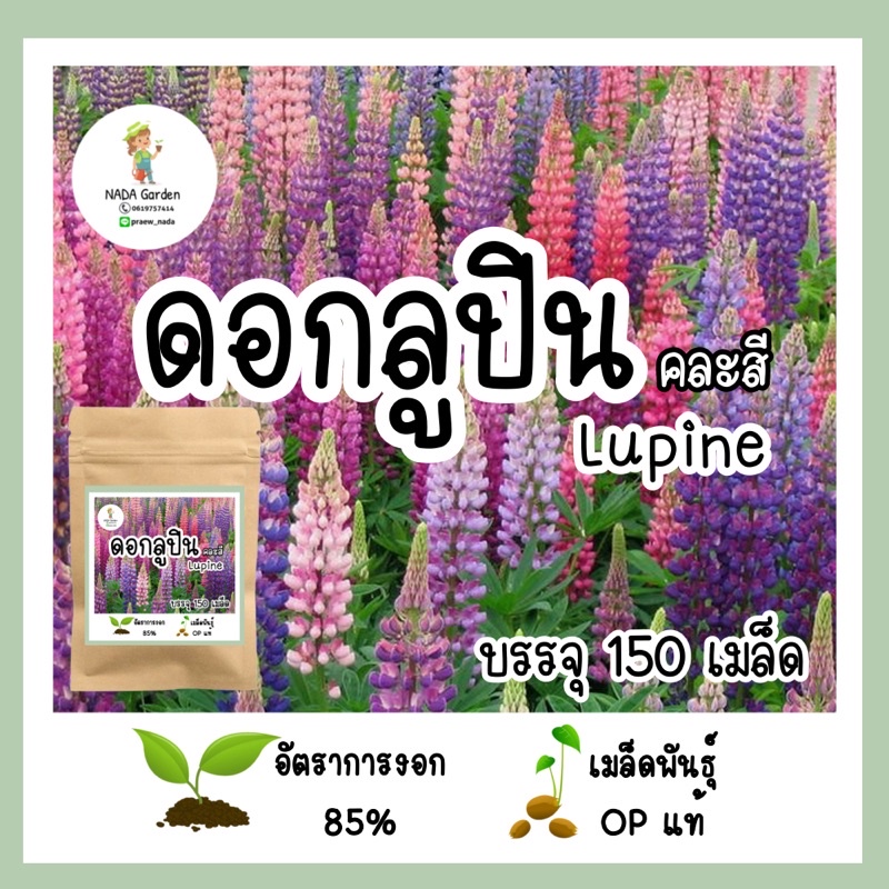 เมล็ดพันธุ์ดอกลูปิน 150 เมล็ด คละสี เมล็ดพันธุ์OPแท้ อัตราการงอกสูง🌱