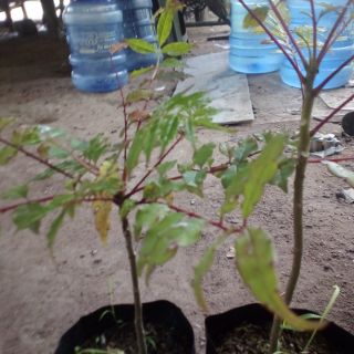 ต้นมะแค่นปลูกง่ายได้ทุกที