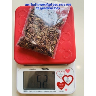 เมล็ดประดู่ป่า น้ำหนัก 50 กรัม ​(ประมาณ 450-470 เมล็ด) Pterocarpus macrocarpus seeds,weight 50 g ​(about 450-470 seeds)