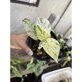 อิพิมาเบิ้ล Epipremnum pinnatum marble Variegated ส่งพร้อมกระถาง 3-4“