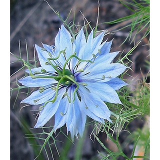 เมล็ด ดอกรักในหมอก สีน้ำเงิน - Blue Love in a mist