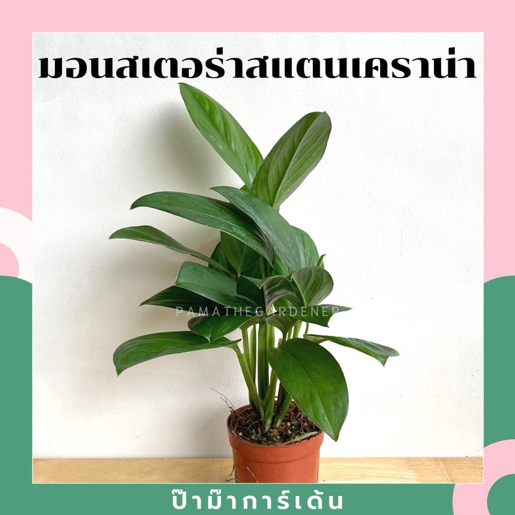 มุมมอง 2