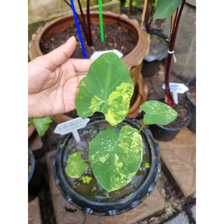 บอนนาญี่ปุ่นด่าง Colocasia esculenta yellow splash