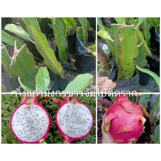🌿กิ่งแก้วมังกรขาวแดงติดรากในถุงชำ🌿ผลไม้ชื่อมงคล🌿Dragon fruit+คู่มือแนะนำการปลูก