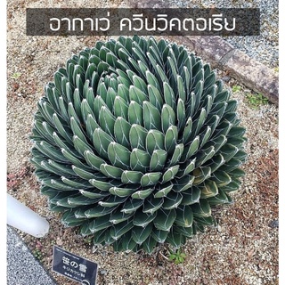 [ถูกที่สุด]อากาเว่ควีนวิคตอเรีย Queen Victoria Agave แคคตัส&amp;ไม้อวบน้ำ อ่านรายละเอียด cactus&amp; succulent ไม้ประดับ