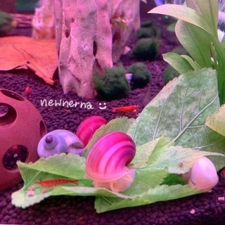ใบหม่อน ปลอดสารพิษ100% อาหารกุ้ง หอย ปลากินพืช