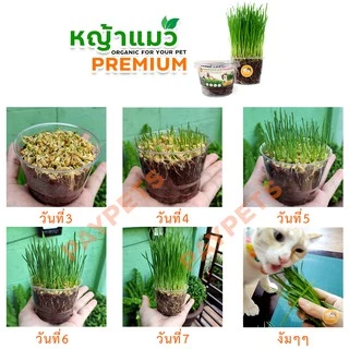 ชุดปลูกหญ้าแมว กระปุกใสx1 Cat Grass ชุดพร้อมปลูก ขับก้อนขน หญ้าแมว หญ้าหมา หญ้ากระต่าย หญ้าแฮมเตอร์