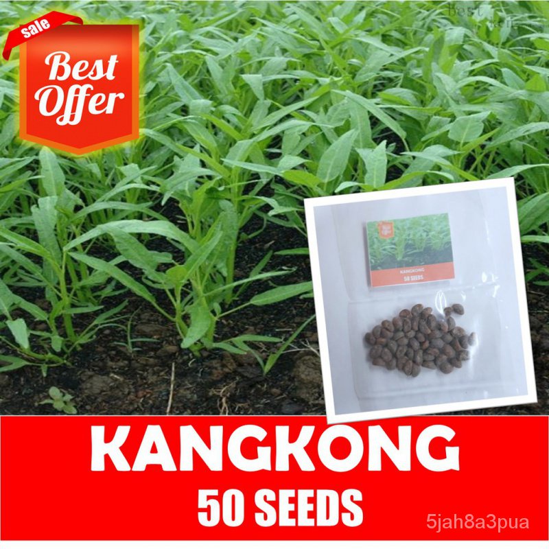 Kangkong Seeds - Upland KangkongManilaColorZinniaPurityKaleMixedSunflowerChamomileesculentumGrass Y7