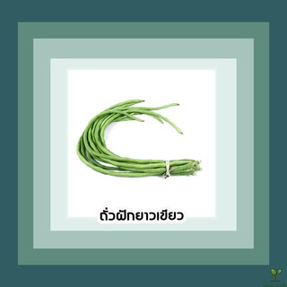 🌱เมล็ดพันธุ์ผักสวนครัว ถั่วฝักยาวเขียว 📌งอกดีมีคู่มือการปลูก  / ผักสวนครัว เมล็ดพันธุ์ผัก [10 แถม 1 คละได้] ผักผล ผักใบ