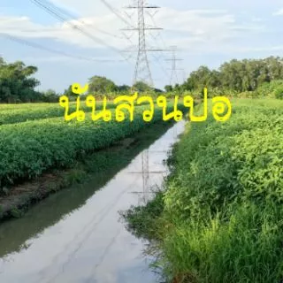 ใบปอสดต้มเกลือ (1 กก.) ปออ่อน ปอสดจากสวน ยังไม่ผัด