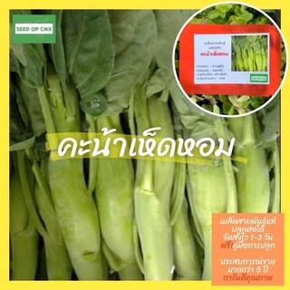 ☘️เมล็ดสายพันธุ์แท้หายาก☘️#คะน้าเห็ดหอม200เมล็ด แท้💯% [ในร้านมีให้เลือกอีกเยอะมาก❗️]