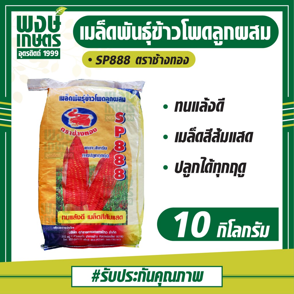 เมล็ดพันธุ์ข้าวโพดลูกผสม SP888 ตราช้างทอง   ขนาด 3 หุน 10 กิโลกรัม ข้าวโพด ผัก เมล็ดพันธุ์พืช พงษ์เกษตรอุตรดิตถ์