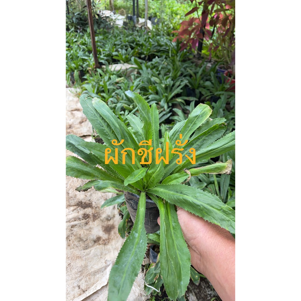 ต้นพันธุ์แคแดง  ดอกแคแดง  พร้อมปลูกในถุงดำ 29  บาท