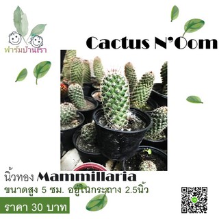 Cactus นิ้วทอง Mammillaria