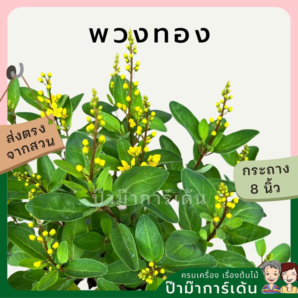 มุมมอง 3