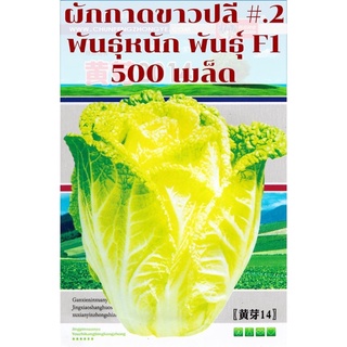 เมล็ด ผักกาดขาวปลี #.2  พันธุ์หนัก   สายพันธุ์ F1 บรรจุ : 500เมล็ด