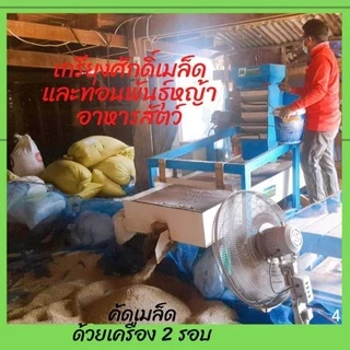 #เมล็ดหญ้ารูซี่ 1kg. พร้อมปลูกเดือน ม.ค.ปี69 #รูซี่เลี้ยงวัว #หญ้ารูซี่ #ruzigrass #เกรียงศักดิ์พันธุ์หญ้าสกลนคร