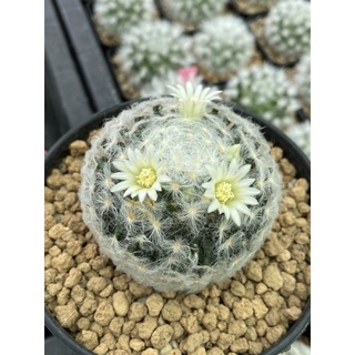 เมล็ดแมมเมียวโจ,แมมขนนกเปียก Mammillaria schiedenna v.plumosa “GINNO MYOJO”