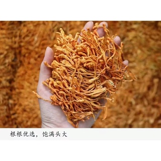 เห็ดถั่งเช่าสีทอง(虫草花) 1ห่อ500g สมุนไพรบำรุงร่างกาย สามารถนำมาทำเป็นซุป หรือจะชงน้ำดื่มก็ได้ อร่อยและมีประโยชน์