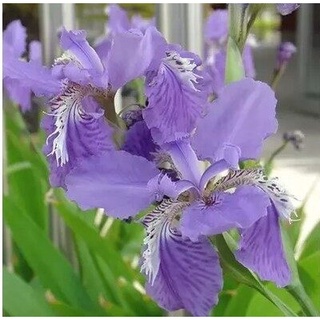 ของแท้ 100% เมล็ด (ซื้อ 100 เมล็ด (ไม่ใช่พืช)  Blue Iris lactea Flower Seeds)เมล็ดพันธุ์ดอกไอริสสีน้ำเงินกระถาง