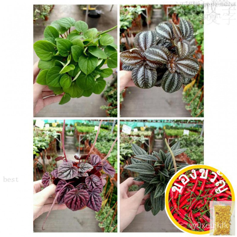 [Paling Horticulture Sdn Bhd] Peperomia Caperata | Rosso | Green | Pilea Spruceana | Pokok Cute Plant Gift帽子/园艺/手链/男装/儿童