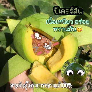 อะโวคาโดสายพันธุ์ปีเตอร์สัน/บัคคาเนีย/บูทเจ็ด🥑ขนาด1กิโล