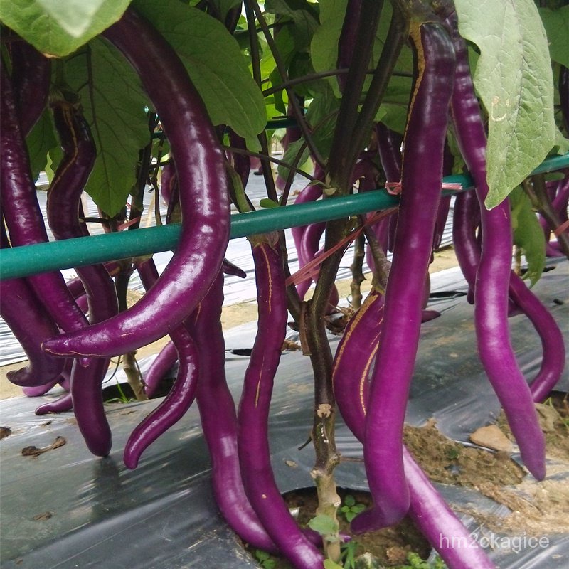 Hybrid Long Eggplant Seeds Garden Plant Seeds Bonsai   00bcd82c7a709a7848e8426dba6b2fda