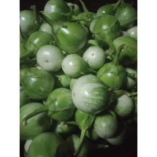 เมล็ดพันธุ์มะเขือเปราะ 100 เมล็ด ( 10 เเถม 1 คละได้ )