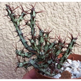 🔥ยูโฟเบีย เอรูจิโนซา 🛸🚀Euphorbia aeruginosa🌵✨(กิ่งละ15฿) ซื้อเยอะมีเเถมจ้า