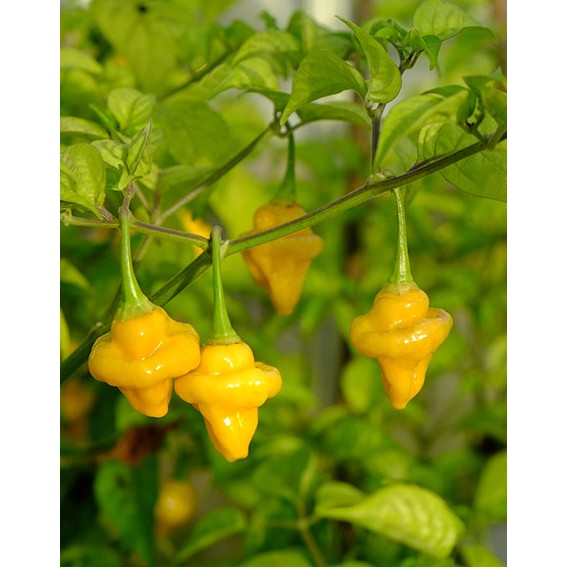 พริกบัมปี้ สีเหลือง Yellow Bumpy Pepper | Shopee Thailand
