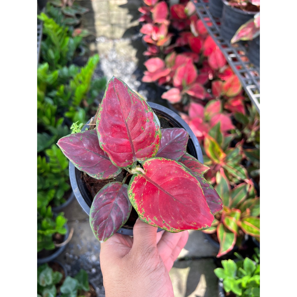 มุมมอง 2