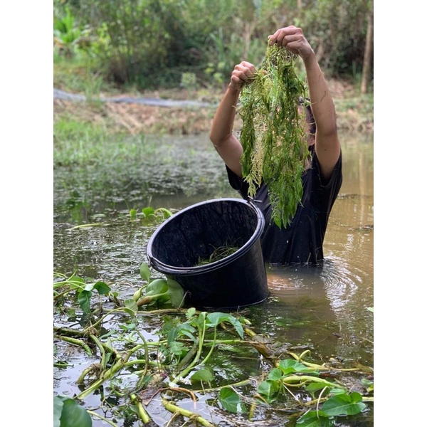 สาหร่ายหางกระรอกพุงชะโด 🌿 500kg. 28บาท 1กิโลกรัม48บาท