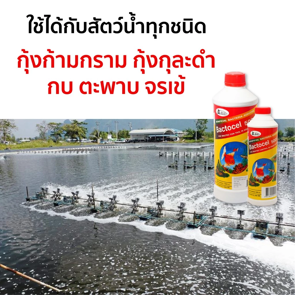 Bactocel 5001 300cc* จุลินทรีย์น้ำใส บ่อปลา ตู้ปลา ปรับสภาพน้ำใส ย่อยขี้ปลา ลดตะไคร่น้ำ ลดแอมโมเนีย thumbnail 5