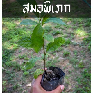 สมอพิเภก ต้มไม้โบราณ จำเป็นมากสำหรับเข้าตำรับของหมอแผนไทย