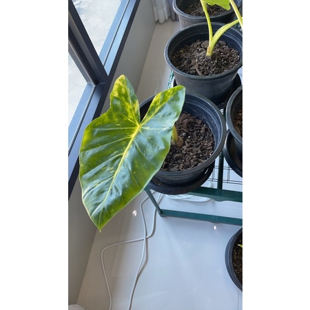 น้องเพชร7สี Alocasia New Guinea Gold