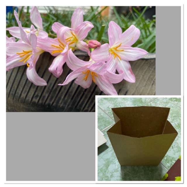 134ค.หัวดอกบัวดิน Jomtong Pink หัวละ 8 บาท