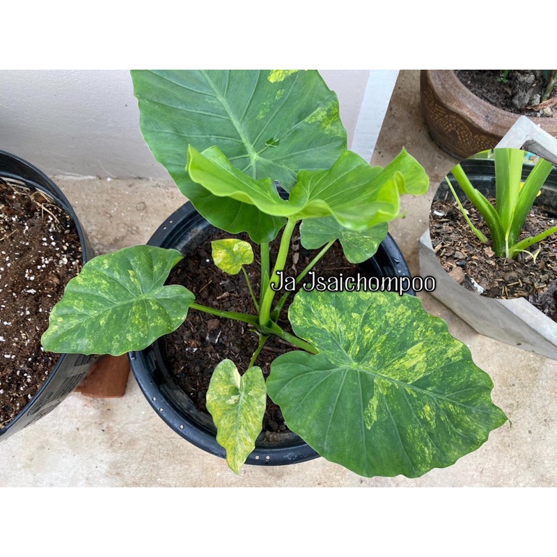 alocasia หูช้างด่างเหลือง มีหน่อพ้นดิน