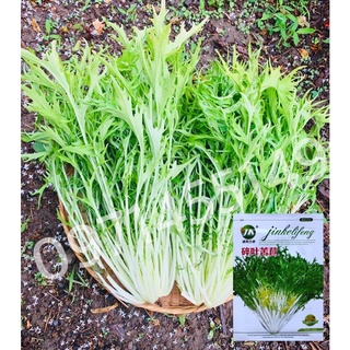 เมล็ดสลัดเอนไดว์ ไฟร์ซี(Endive Frisee) 200เมล็ด(ฟรีคู่มือ)